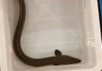 unagi0901012.jpg